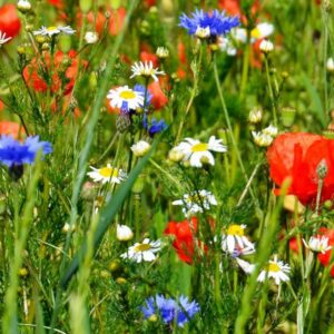 Sommerliche Wildblumenwiese mit rotem Mohn, blauen Kornblumen und Kamille