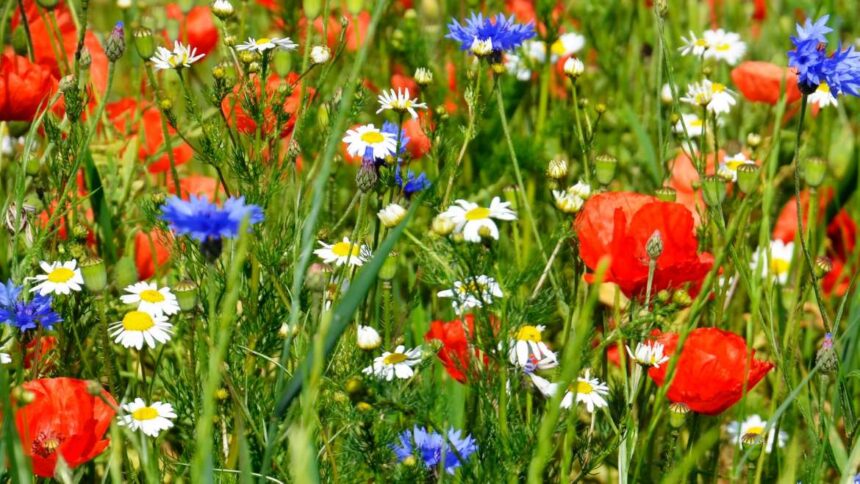 Sommerliche Wildblumenwiese mit rotem Mohn, blauen Kornblumen und Kamille
