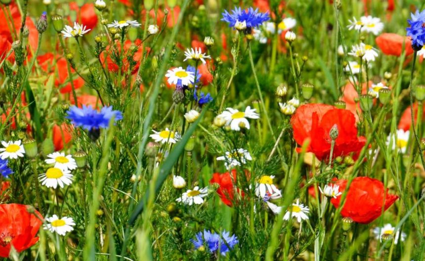 GfG-Regionales-res-1170x658 Sommerliche Wildblumenwiese mit rotem Mohn, blauen Kornblumen und Kamille